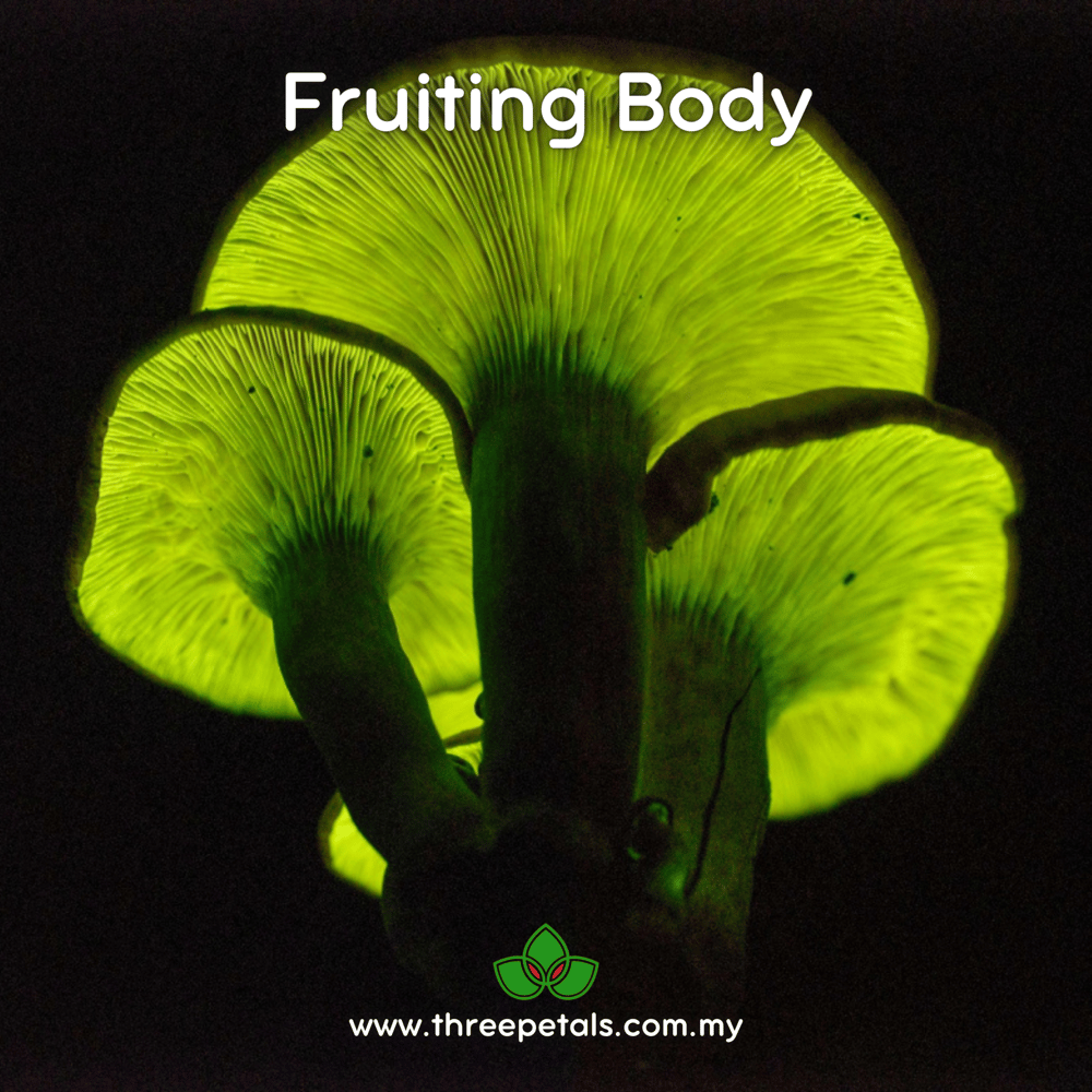 Jack O' Lantern (Omphalotus Olearius) Live Mycelium Mushroom Culture Spawn Seed
