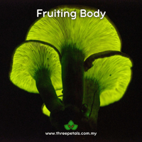 Image 3 of Jack O' Lantern (Omphalotus Olearius) Live Mycelium Mushroom Culture Spawn Seed