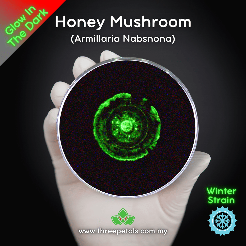 Honey Mushroom (Armillaria Nabsnona) Live Mycelium Mushroom Culture Spawn Seed