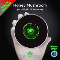 Image 1 of Honey Mushroom (Armillaria Nabsnona) Live Mycelium Mushroom Culture Spawn Seed
