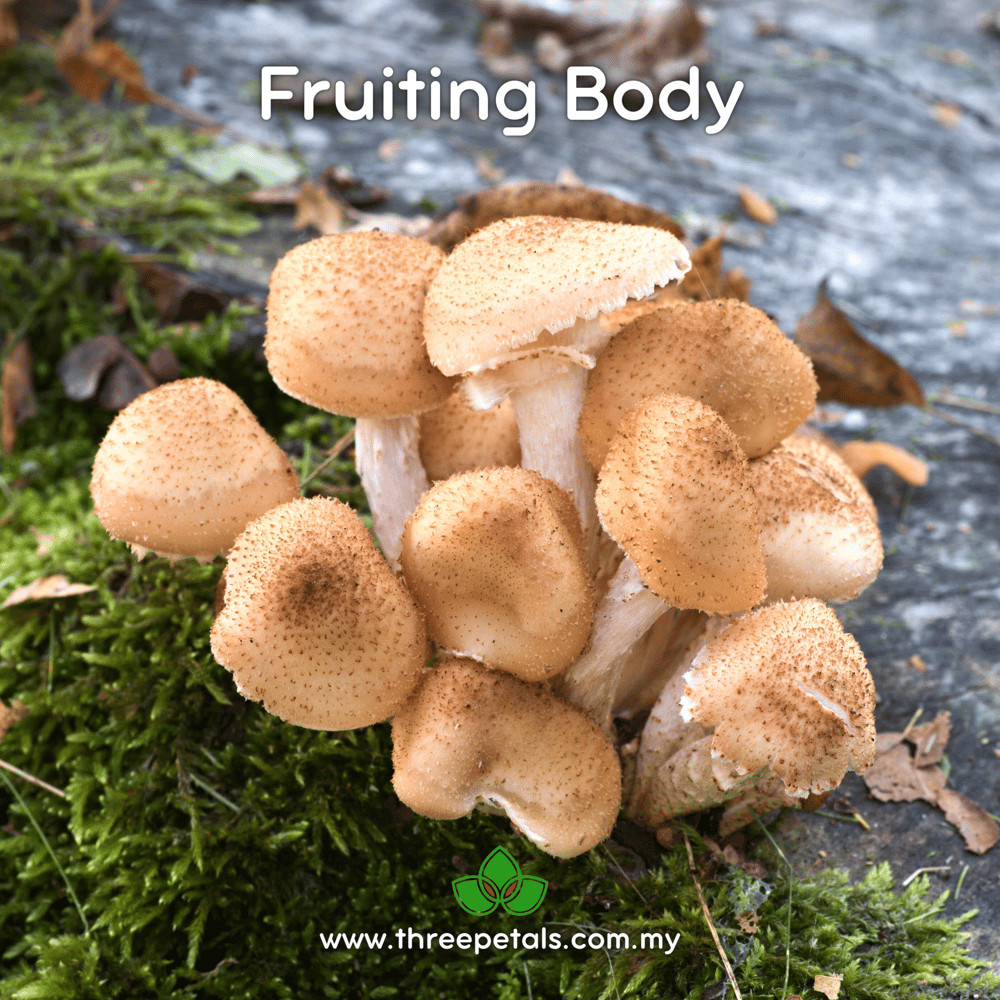 Bulbous Honey (Armillaria Gallica) Live Mycelium Mushroom Culture Spawn Seed