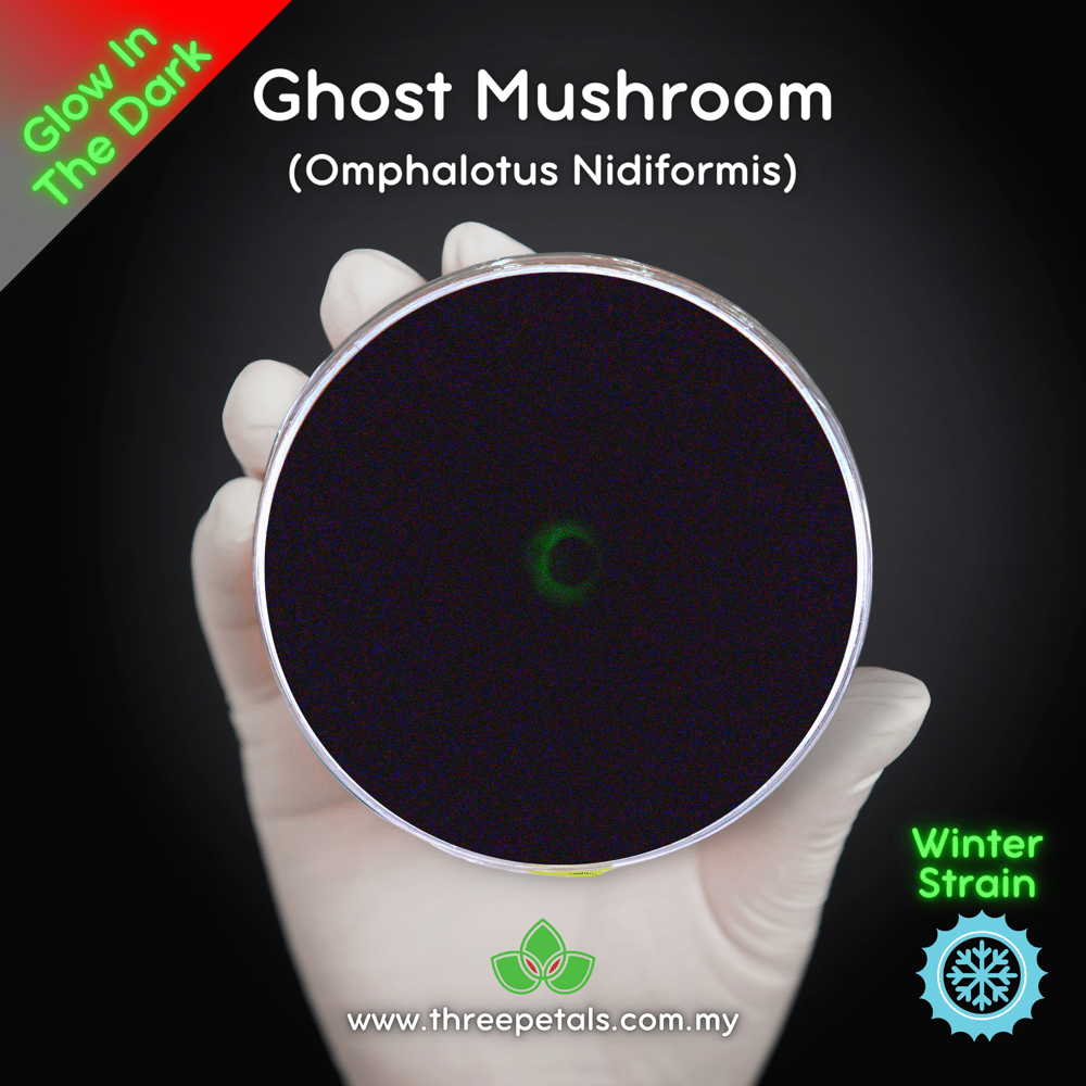 Ghost Mushroom (Omphalotus Nidiformis) Live Mycelium Mushroom Culture Spawn Seed