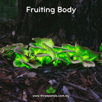 Image 3 of Ghost Mushroom (Omphalotus Nidiformis) Live Mycelium Mushroom Culture Spawn Seed