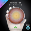Winter Turkey Tail (Trametes Versicolor) Live Mycelium Mushroom Culture Spawn Seed