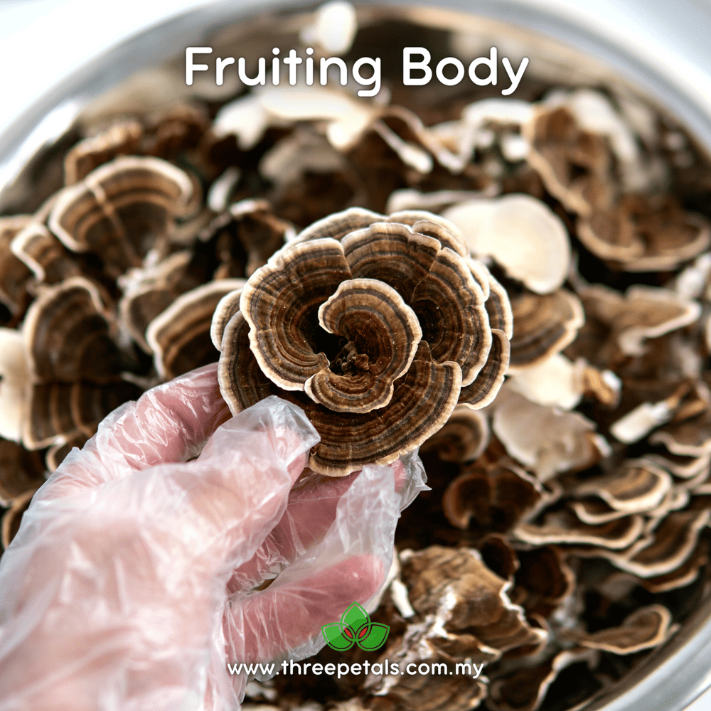 Winter Turkey Tail (Trametes Versicolor) Live Mycelium Mushroom Culture Spawn Seed