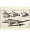 ''Crocodile, turtles and a puffer fish'' (1634)