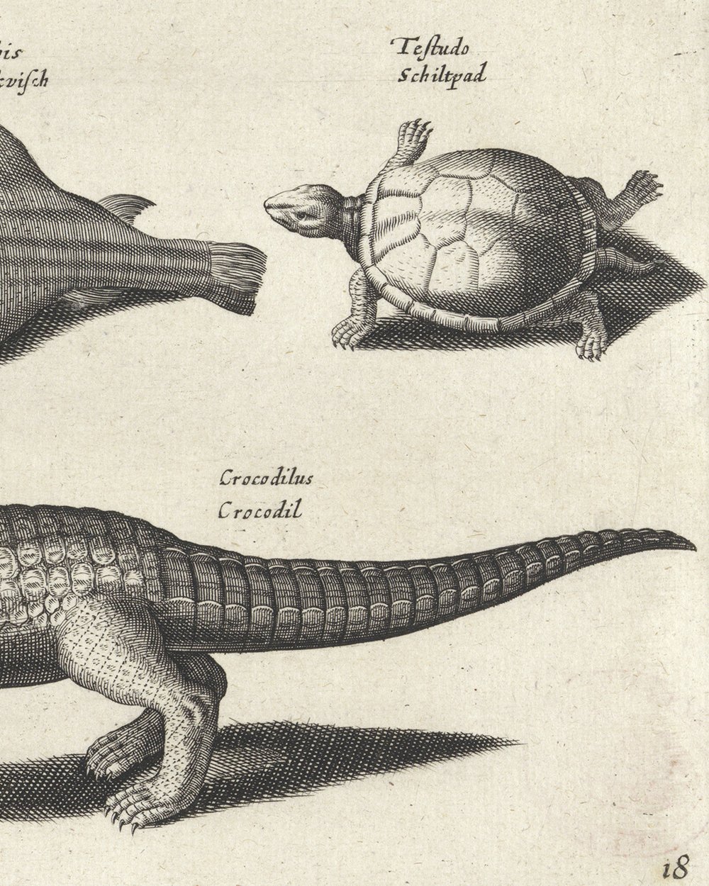 ''Crocodile, turtles and a puffer fish'' (1634)