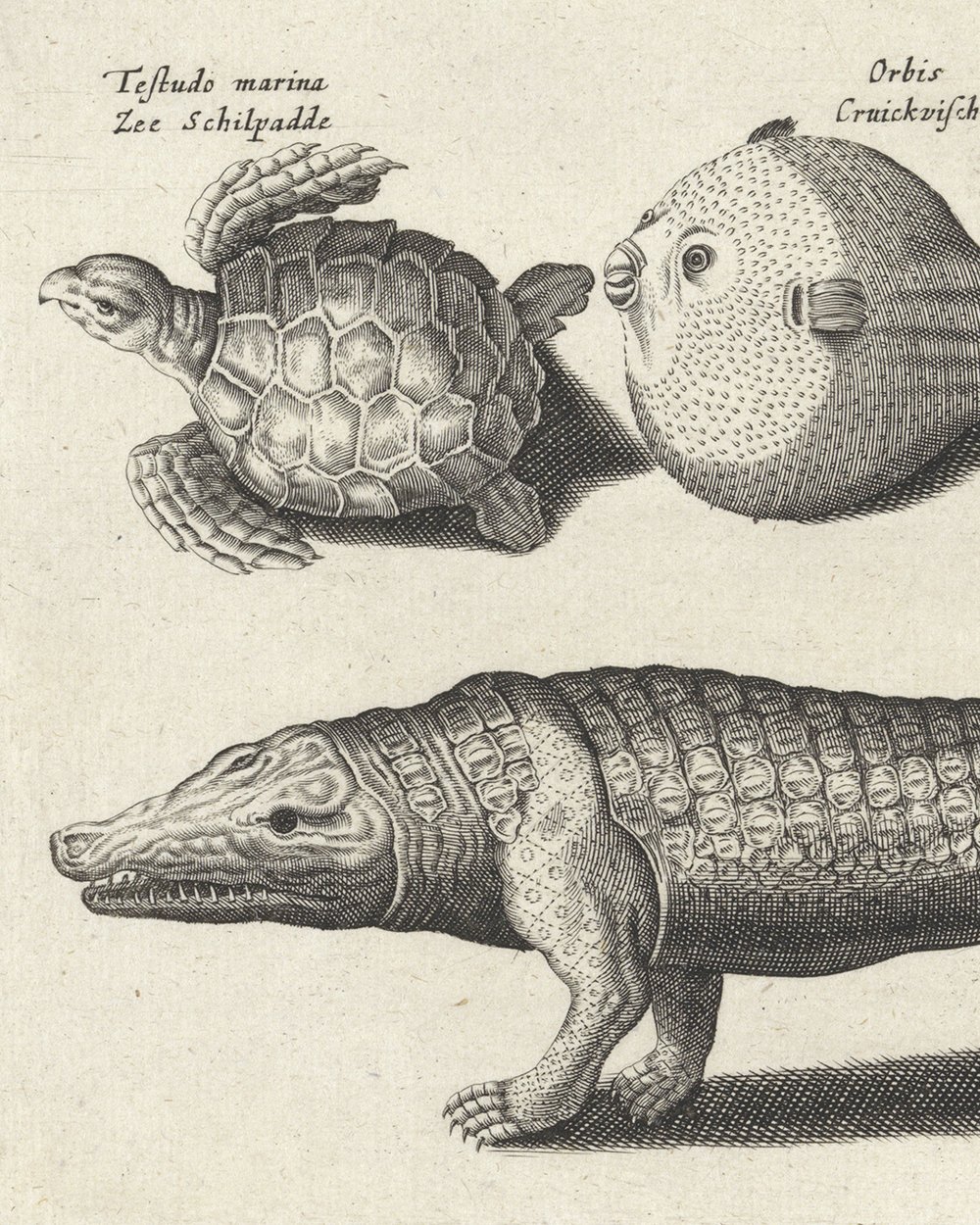 ''Crocodile, turtles and a puffer fish'' (1634)