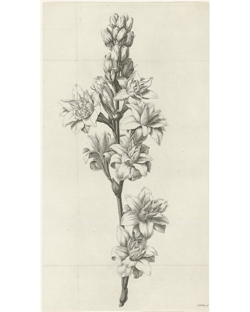 ''Flower'' (1736 - 1775)