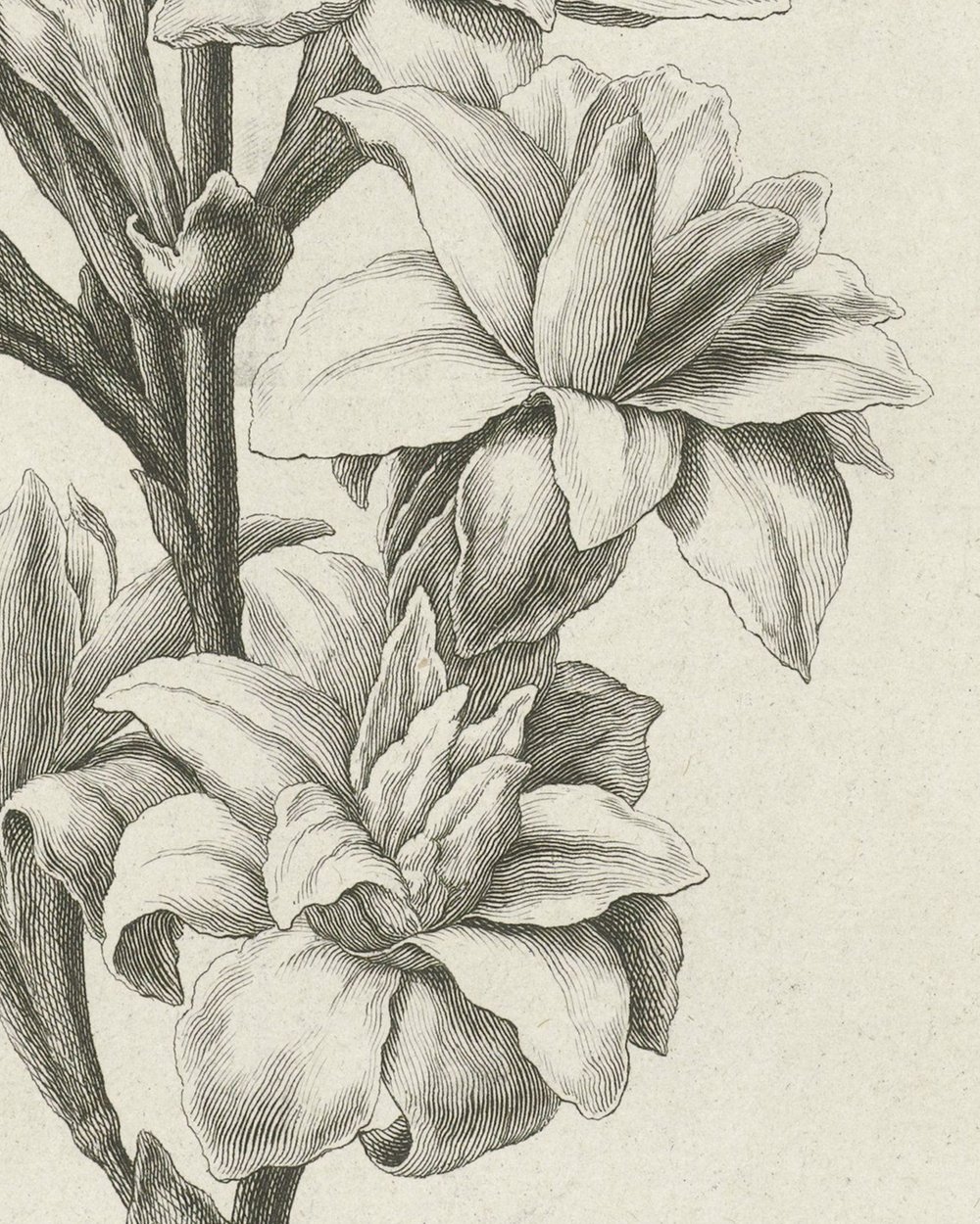 ''Flower'' (1736 - 1775)