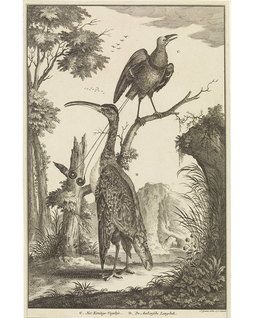 ''Two birds, a bird of paradise and an Ambon Longbill'' (1680 - 1731)