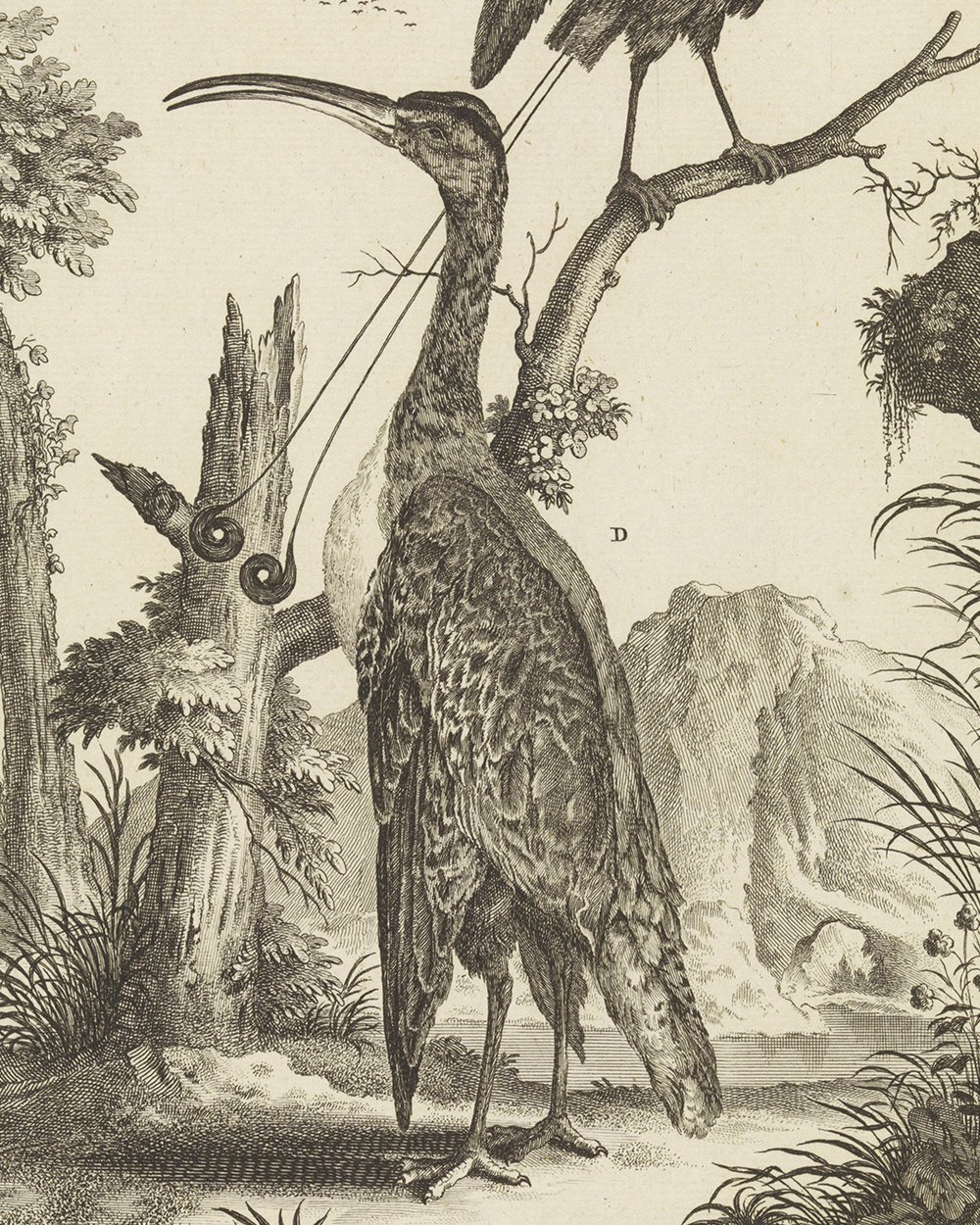 ''Two birds, a bird of paradise and an Ambon Longbill'' (1680 - 1731)