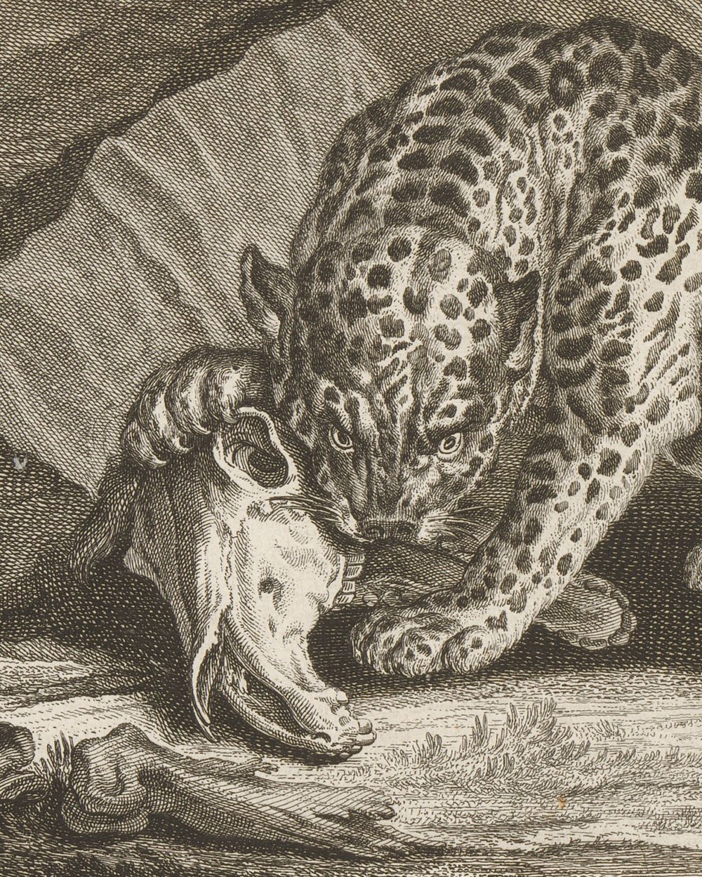 ''Tiger with track'' (1751)