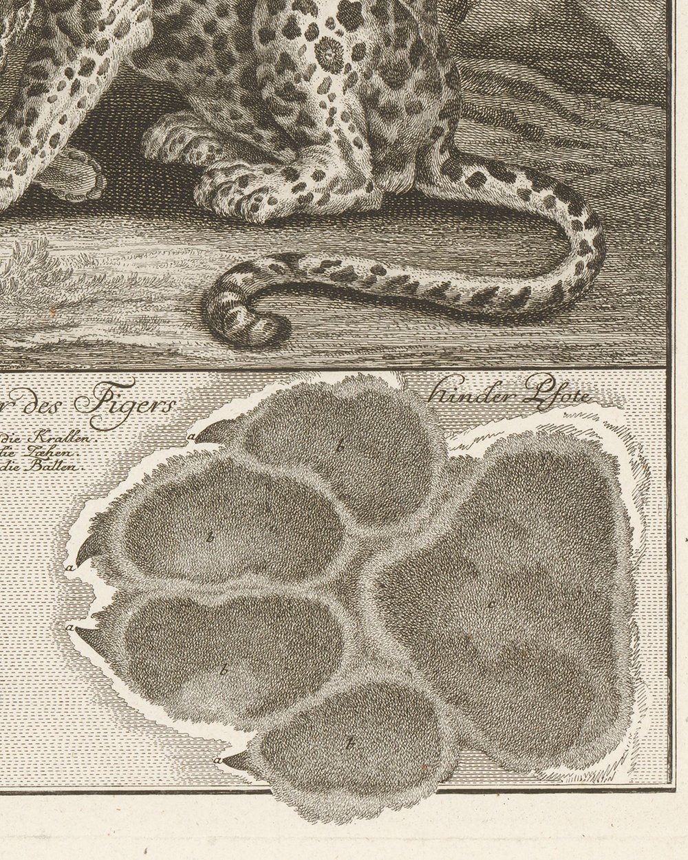 ''Tiger with track'' (1751)