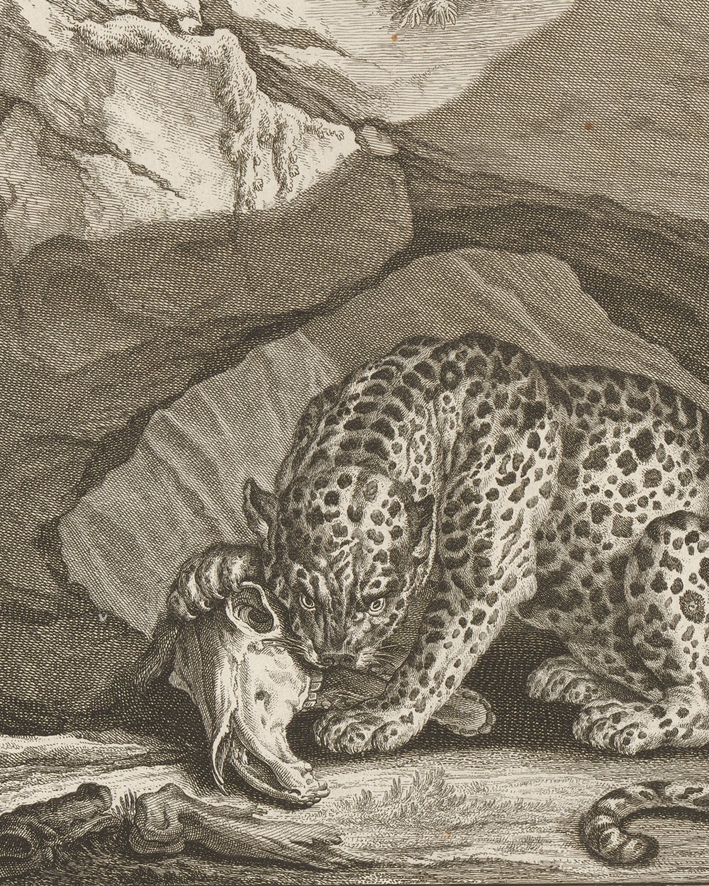 ''Tiger with track'' (1751)