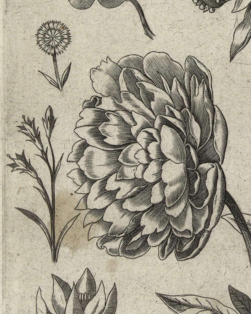 ''Different flowers'' (1618)