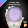 Golden Pot Polypore (Microporus Xanthopus) Live Mycelium Mushroom Culture Spawn Seed