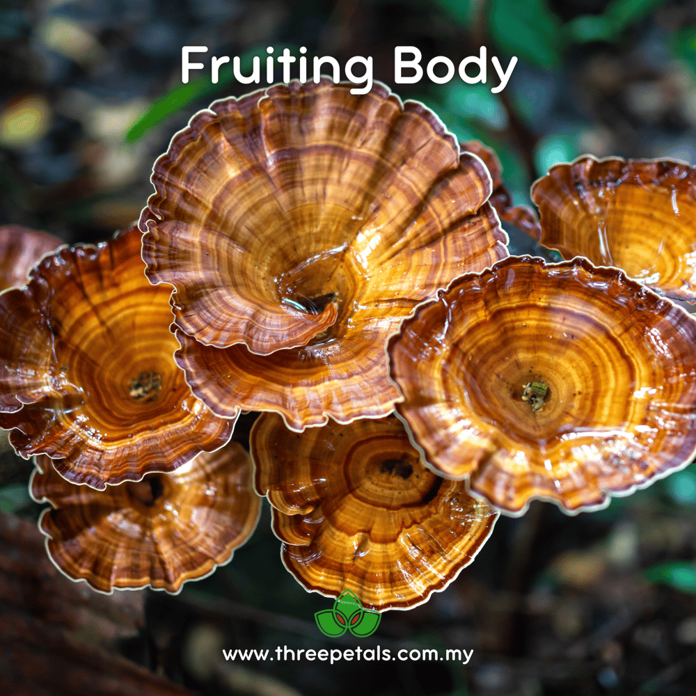 Golden Pot Polypore (Microporus Xanthopus) Live Mycelium Mushroom Culture Spawn Seed