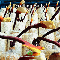 Image 2 of Lingzhi (Ganoderma Lingzhi) Live Mycelium Mushroom Culture Spawn Seed