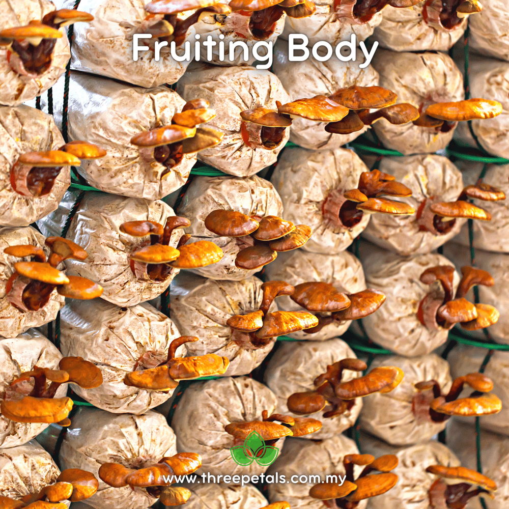 Bonsai Lingzhi (Ganoderma Lingzhi) Live Mycelium Mushroom Culture Spawn Seed