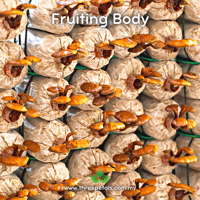 Image 2 of Bonsai Lingzhi (Ganoderma Lingzhi) Live Mycelium Mushroom Culture Spawn Seed