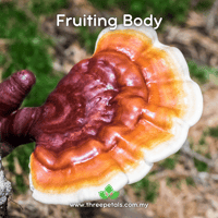 Image 2 of Antler Bracket (Ganoderma Multipileum) Live Mycelium Mushroom Culture Spawn Seed