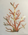 Coral 1 with Gold Leaf