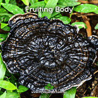 Image 2 of Black Reishi (Ganoderma Sinensis) Live Mycelium Mushroom Culture Spawn Seed