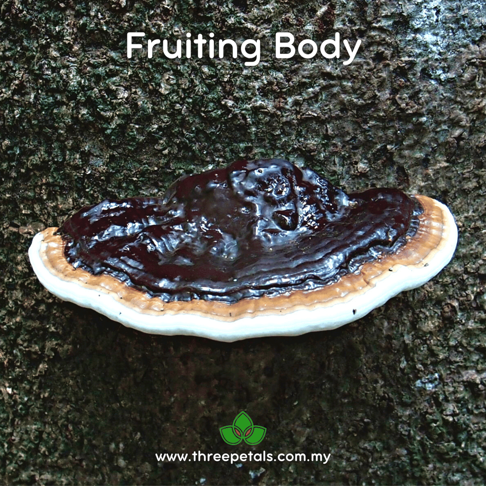 Palm Bracket (Ganoderma Boninense) Live Mycelium Mushroom Culture Spawn Seed