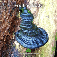 Image 2 of Brazen Bracket (Ganoderma Chalceum) Live Mycelium Mushroom Culture Spawn Seed