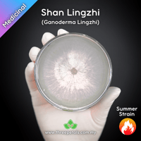 Image 1 of Shan Lingzhi (Ganoderma Lingzhi) Live Mycelium Mushroom Culture Spawn Seed