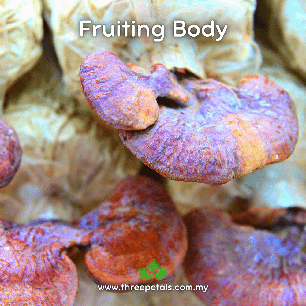 Shan Lingzhi (Ganoderma Lingzhi) Live Mycelium Mushroom Culture Spawn Seed