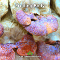 Image 2 of Shan Lingzhi (Ganoderma Lingzhi) Live Mycelium Mushroom Culture Spawn Seed