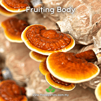 Image 2 of Han Lingzhi (Ganoderma Lingzhi) Live Mycelium Mushroom Culture Spawn Seed