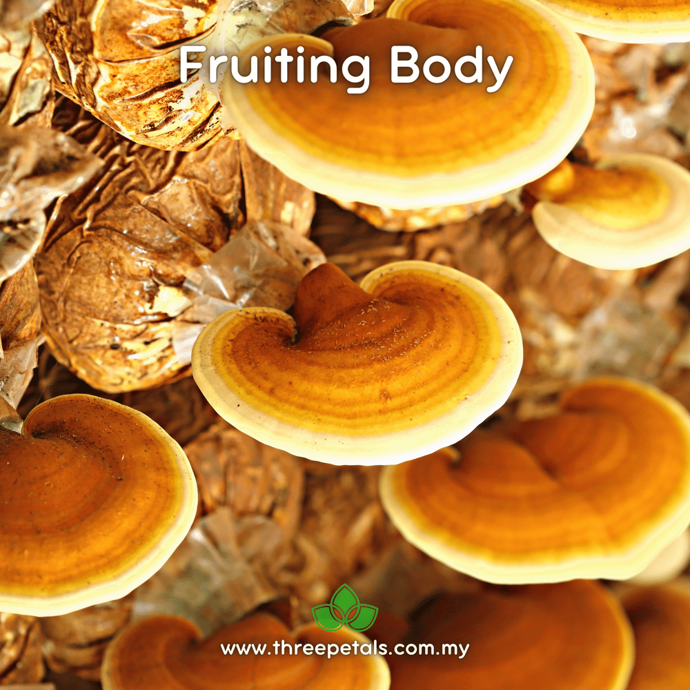 Mei Lingzhi (Ganoderma Lingzhi) Live Mycelium Mushroom Culture Spawn Seed