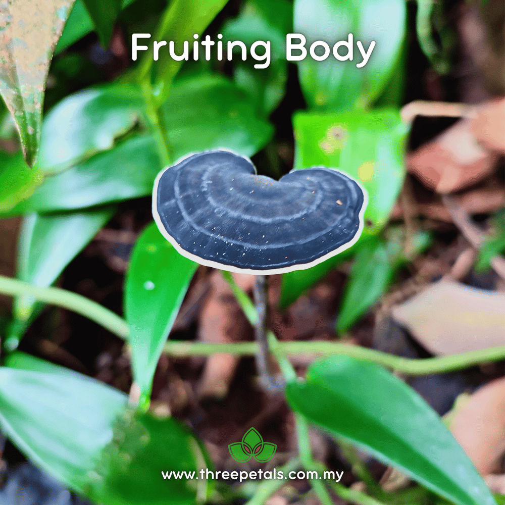 Black Red Staining Polypore (Amauroderma Rugosum) Live Mycelium Mushroom Culture Spawn Seed