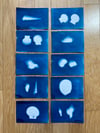 Cyanotype Postcard Set - Shells - 1 available