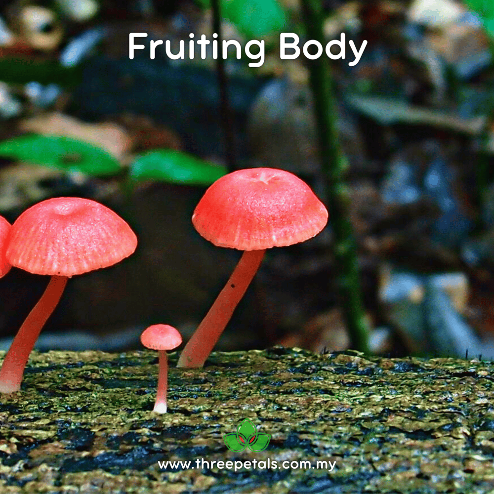 Raspberry Bonnet (Mycena Roseilignicola) Live Mycelium Mushroom Culture Spawn Seed