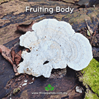 Image 2 of Elegant Bracket (Trametes Elegans) Live Mycelium Mushroom Culture Spawn Seed