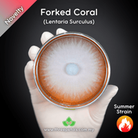 Image 1 of Forked Coral (Lentaria Surculus) Live Mycelium Mushroom Culture Spawn Seed