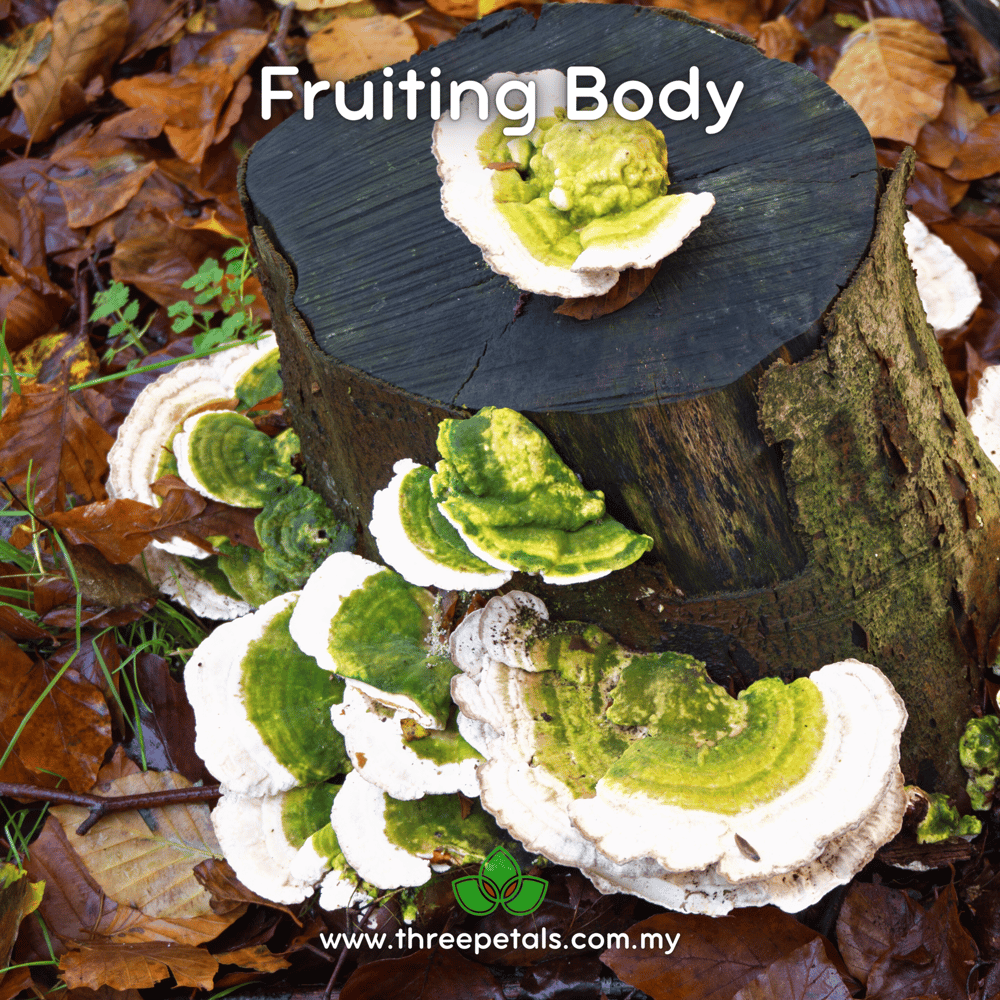 Lumpy Bracket (Trametes Gibbosa) Live Mycelium Mushroom Culture Spawn Seed