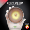 Brown Bracket (Coriolopsis Badia) Live Mycelium Mushroom Culture Spawn Seed