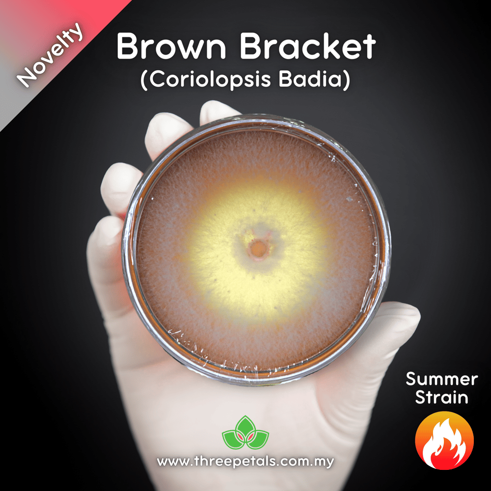 Brown Bracket (Coriolopsis Badia) Live Mycelium Mushroom Culture Spawn Seed