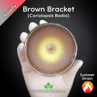 Image 1 of Brown Bracket (Coriolopsis Badia) Live Mycelium Mushroom Culture Spawn Seed