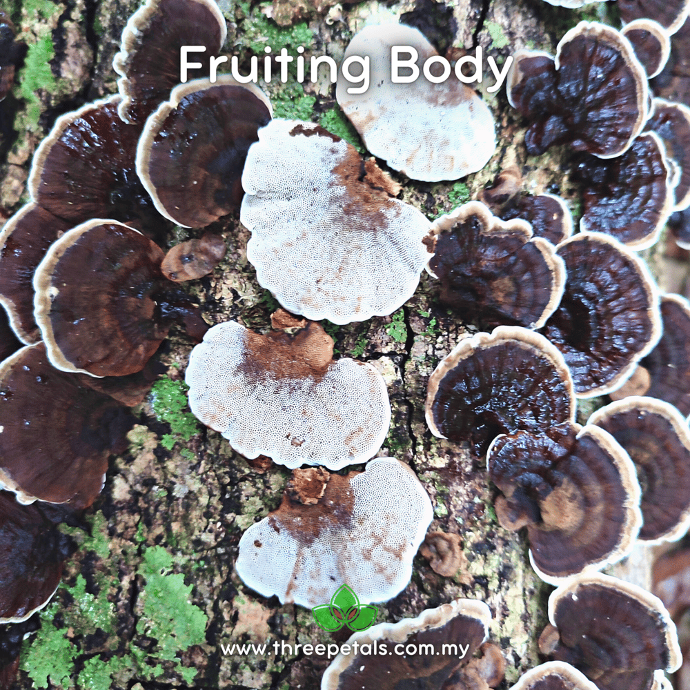 Brown Bracket (Coriolopsis Badia) Live Mycelium Mushroom Culture Spawn Seed