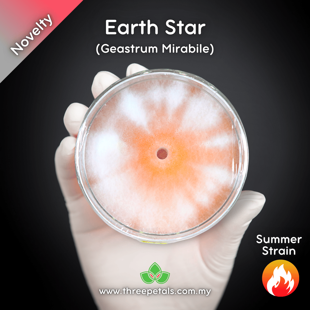 Earth Star (Geastrum Mirabile Mont) Live Mycelium Mushroom Culture Spawn Seed
