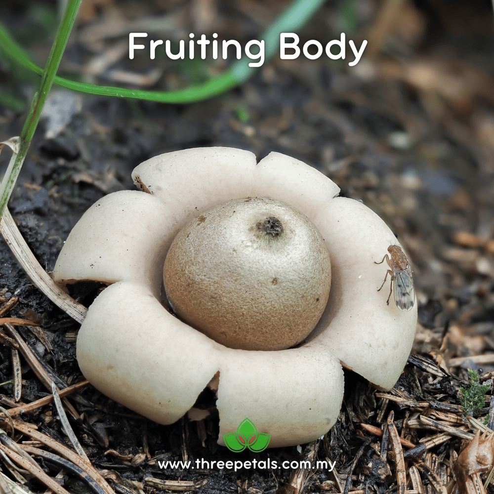 Earth Star (Geastrum Mirabile Mont) Live Mycelium Mushroom Culture Spawn Seed