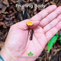 Image 2 of Abundant Pinwheel (Marasmius Abundans) Live Mycelium Mushroom Culture Spawn Seed