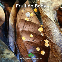 Image 2 of Orange Horsehair (Marasmius Guyanensis) Live Mycelium Mushroom Culture Spawn Seed