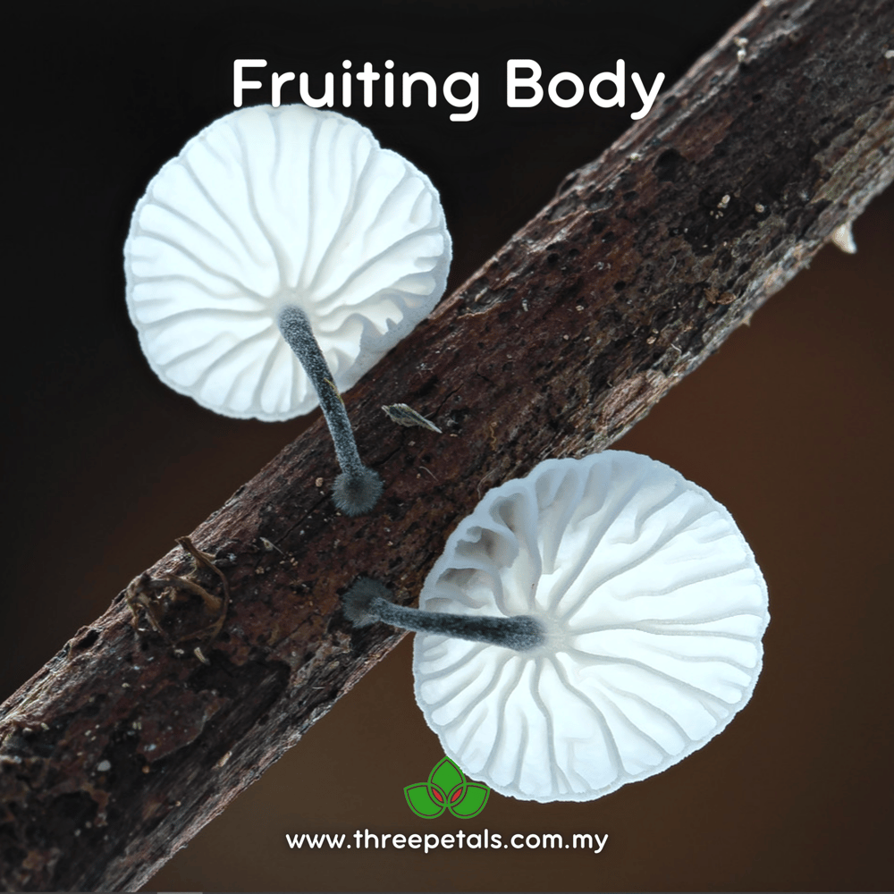 White Black Foot (Tetrapyrgos Nigripes) Live Mycelium Mushroom Culture Spawn Seed